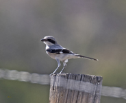 Loggerhead Shrike 35693